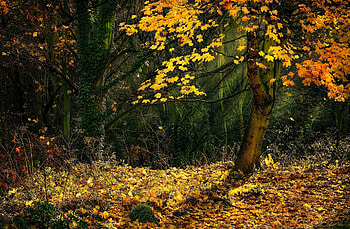 Maple Tree, Nature's beauty, wall, Serene scenery HD wallpaper