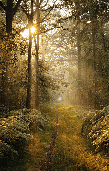 Nature, Trees, Bush, Fern, Beams, Rays, Path HD phone wallpaper