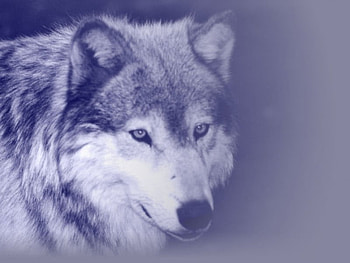 Wolf, wolves, animals HD wallpaper