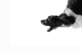 Animals, Dog, Bark, Scream, Cry, Barking HD wallpaper