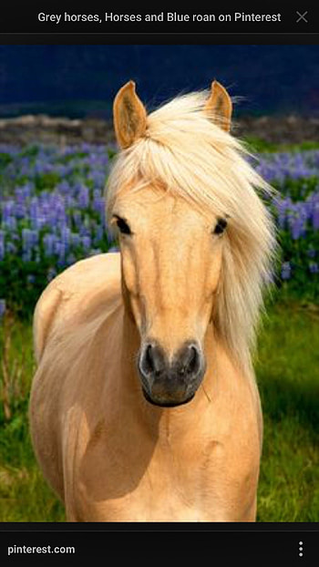 Long Hair, Horse HD phone wallpaper