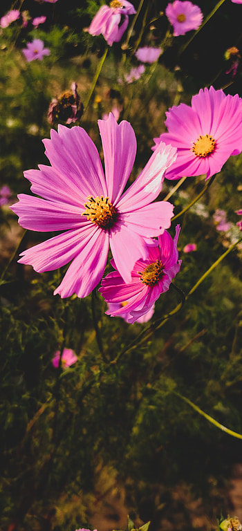 Flowers, magenta, pink HD phone wallpaper