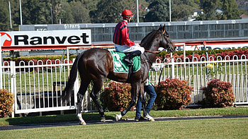 Incentivise, Kentucky Derby HD wallpaper