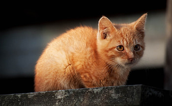Cat, kitten, kitty, cats, cute, sleepy, sleeping, beauty, animals, hat, sweet, beautiful, paws, cat face, pretty, face, lovely HD wallpaper