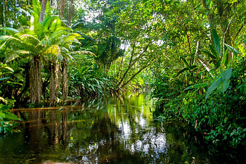 Rainforest disappearance, Reader's Digest HD wallpaper