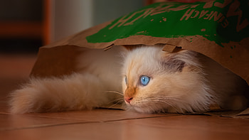 Cat, animal, kitten, bag HD wallpaper