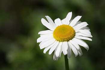 Flowers, Camomile, Flower, Petals, Bud, Chamomile HD wallpaper
