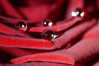 Drops, Macro, Rose Flower, Rose, Petals HD wallpaper