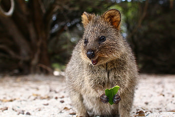 Animals, Food, Animal, Sweetheart, Nice, Quokka, Kwokka HD wallpaper