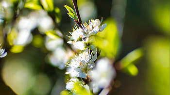 White Sakura Blossom Flowers Green Leaves Tree Branches Blur Background Flowers HD wallpaper