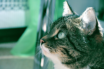 Animals, Background, Cat, Muzzle, Fat, Thick, Room, Profile HD wallpaper