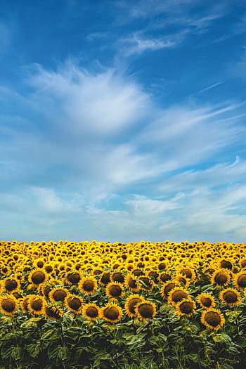 A stunning sunflower field blooms under a bright blue sky on a sunny summer day. HD phone wallpaper