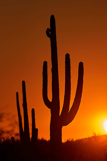 Nature, Cactuses, Sunset, Twilight, Dark, Dusk HD phone wallpaper