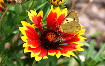 Plants, Butterflies, Flowers HD wallpaper