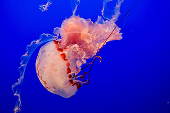 Animals, Jellyfish, Ocean, Underwater World, To Swim, Swim, Tentacles HD wallpaper