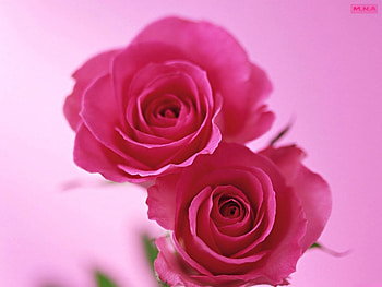 Plants, Flowers, Roses HD wallpaper