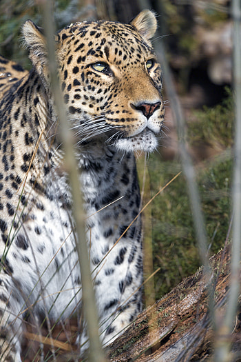 Animals, Leopard, Predator, Big Cat, Sight, Opinion HD phone wallpaper
