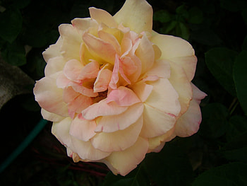 Plants, Flowers, Roses HD wallpaper
