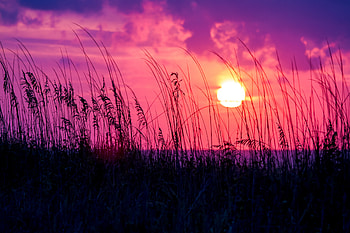 Sunset, Grass, Sun, Dark, Silhouette HD wallpaper