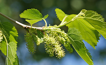 Mulberry tree care, Planting tips, Growing mulberries, Orchard management HD wallpaper