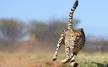 For And Backgrounds Running Cheetah Animal HD wallpaper