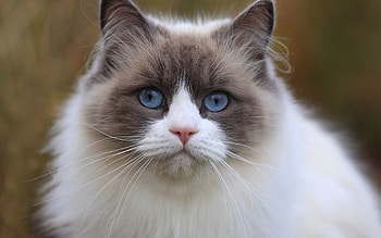 Animals, Cat, Muzzle, Beautiful, Sight, Opinion, Fat, Thick, Blue Eyed, Blue-Eyed HD wallpaper