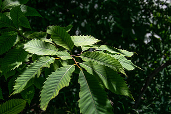 Chestnut tree, American chestnut, Purdue Fort Wayne HD wallpaper