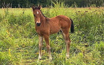 Foal, Latvia, meadow, horse HD wallpaper