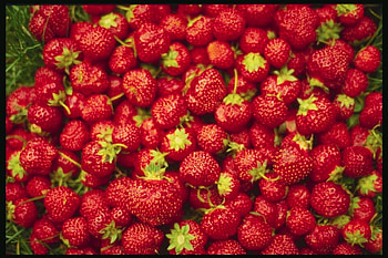 Food, Strawberry, Berries HD wallpaper