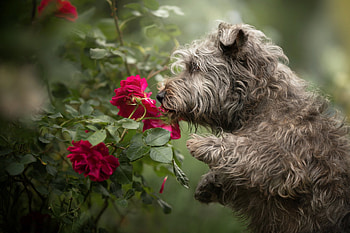 Dog, animal, rose, flower HD wallpaper