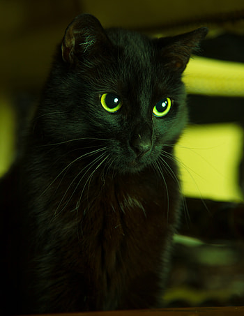Animals, Cat, Eyes, Looks HD phone wallpaper