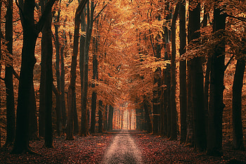 Alley, Nature, Trees, Autumn, Leaves, Road, Dahl, Distance HD wallpaper
