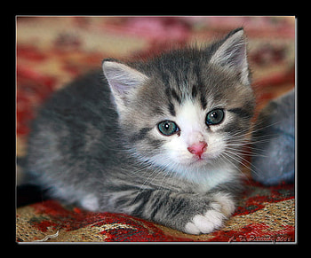 sweet kitty, kitten, kitty, baby, cute, cat, little HD wallpaper