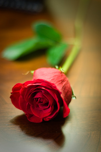 Flowers, Flower, Rose Flower, Rose HD phone wallpaper