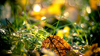 .wiki-Autumn-fresh-season---- HD wallpaper