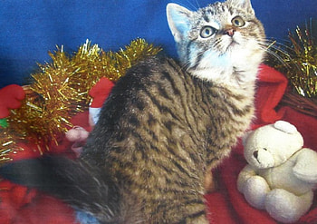 Christmas kitten, kitten, feline, holly, christmas HD wallpaper