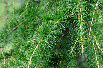 Nature, Needle, Branches, Spruce, Fir, Cedar HD wallpaper