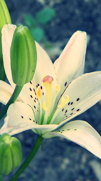 Earth lily, Natural formations, Earthy colors, Nature HD phone wallpaper