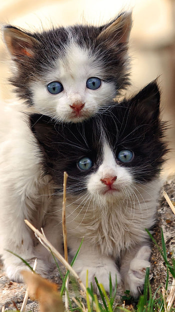 Cute Baby Cat, Adorable Two Cats, Two Kitten, Black and White Kitten HD phone wallpaper