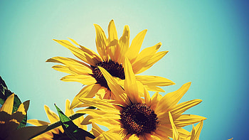 Flowers, Sunflowers, Plant, Bloom, Flowering HD wallpaper