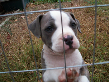 puppy, dog, pet, animals HD wallpaper
