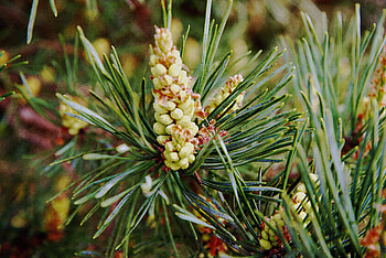 Nature, Cones, Branch, Needles, Keys HD wallpaper