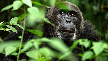 Animals, Grass, Branches, Gorilla, Hide, Monkey HD wallpaper