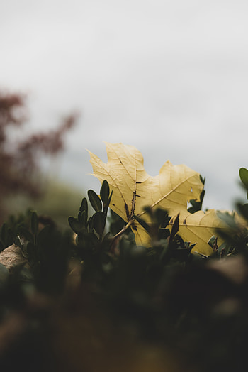 Leaves, Plant, Macro, Leaflet HD phone wallpaper