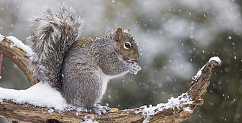 Winter, mammal, cute, squirrel, rodent HD wallpaper