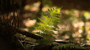 Closeup View Of Fern Leaves Plant Sunlight Blur Bokeh Background Nature HD wallpaper