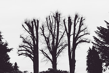 Nature, Trees, Branches, Bw, Chb, Aesthetic HD wallpaper