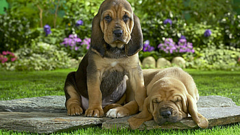 Animals, Flowers, Grass, Couple, Pair, To Lie Down, Lie, Sleep, Dream, Puppies HD wallpaper