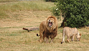 Animals, Grass, Wood, Aggression, Tree, Field, Lion, Lioness, Hunt, Hunting, Log HD wallpaper