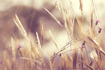 Tranquil scene of wildflowers and grasses in sunlight, showcasing nature's beauty. HD wallpaper